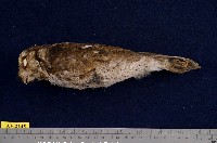 藏品(黃嘴角鴞)的圖片